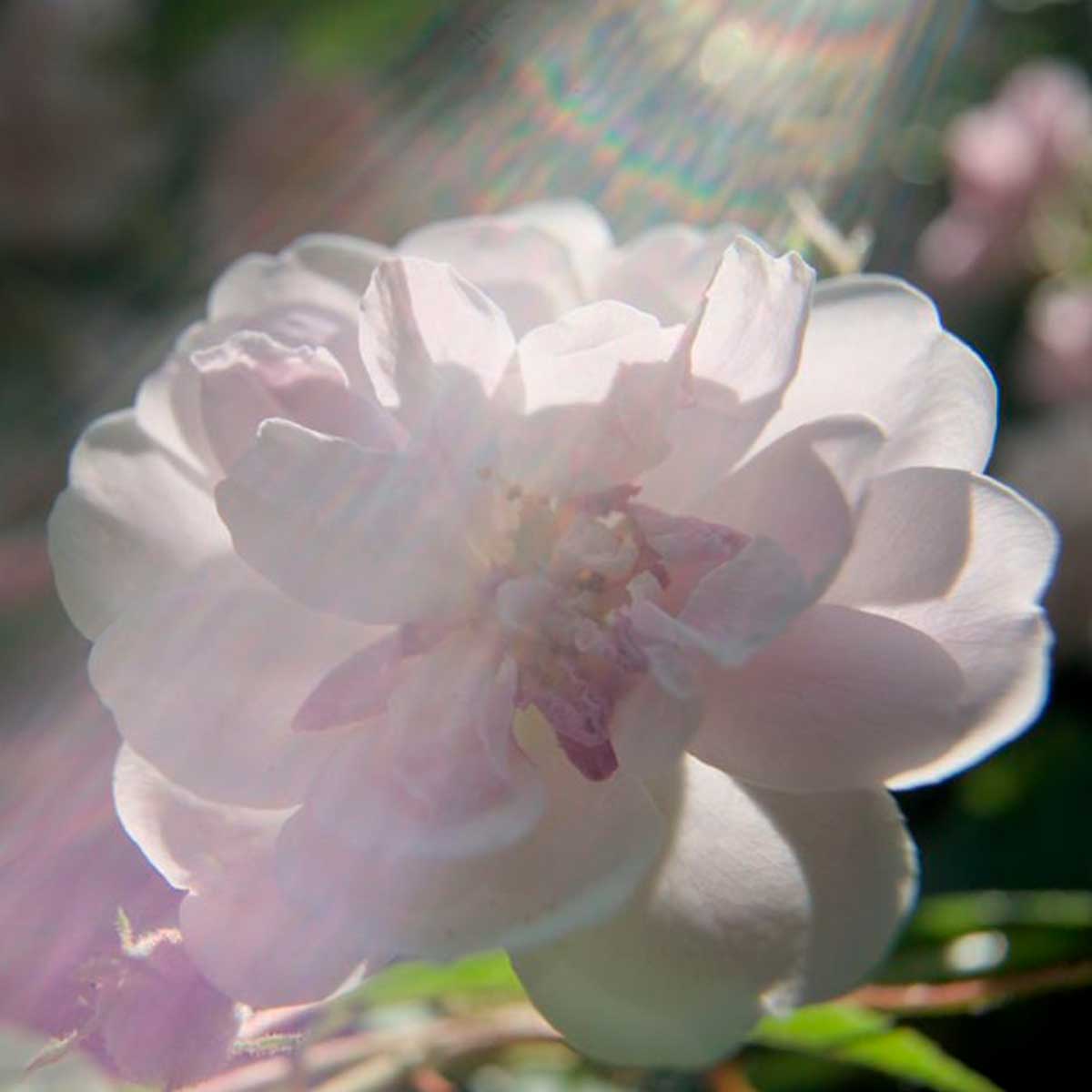 Leitz HEKTOR 50mm (E) Leitz HEKTOR