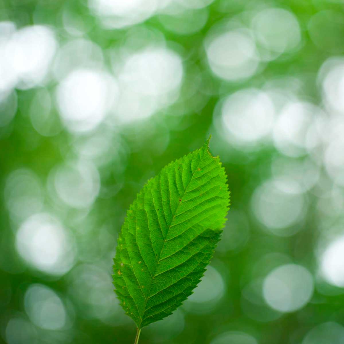 Leitz HEKTOR 50mm (E) Leitz HEKTOR