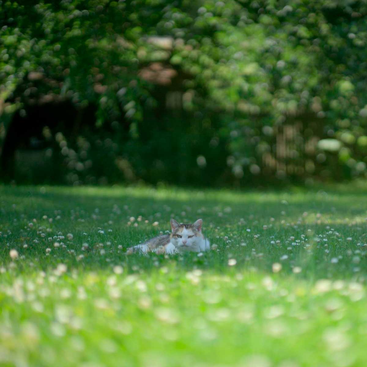 Leitz HEKTOR 50mm (E) Leitz HEKTOR